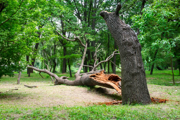 Best Tree Disease Treatment  in Red Lodge, MT