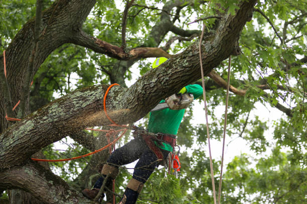 Best Root Management and Removal  in Red Lodge, MT