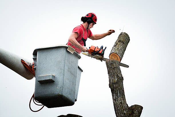 Best Commercial Tree Services  in Red Lodge, MT